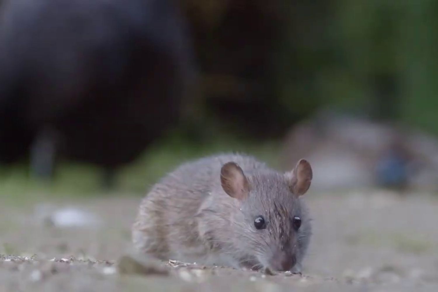 O comportamento raro descoberto em roedores pode mudar o que sabemos sobre a evolução da vida em sociedade