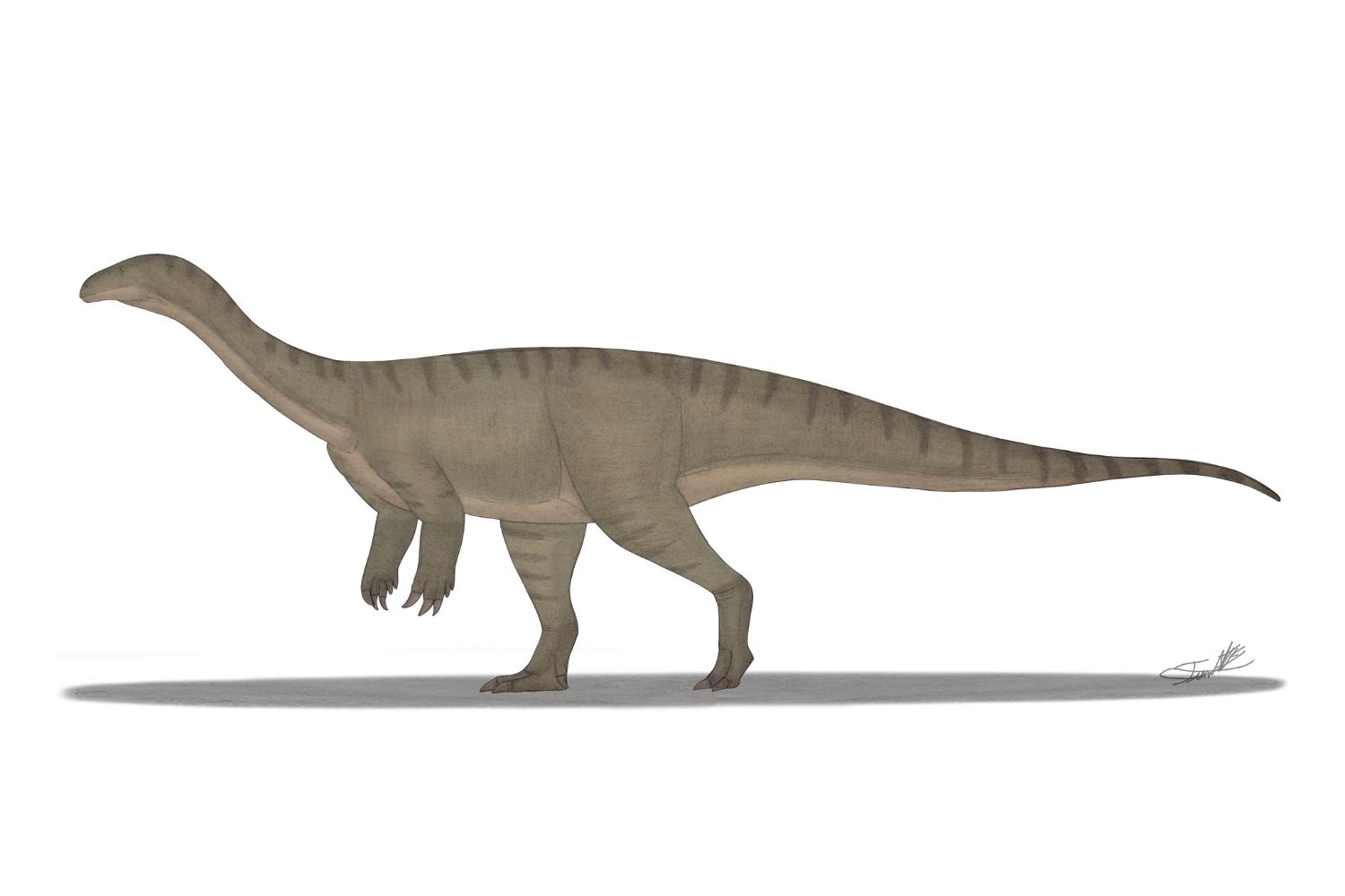 Um dinossauro gigantesco encontrado na China pode mudar o que cientistas acreditavam sobre a origem dos colossos pré-históricos