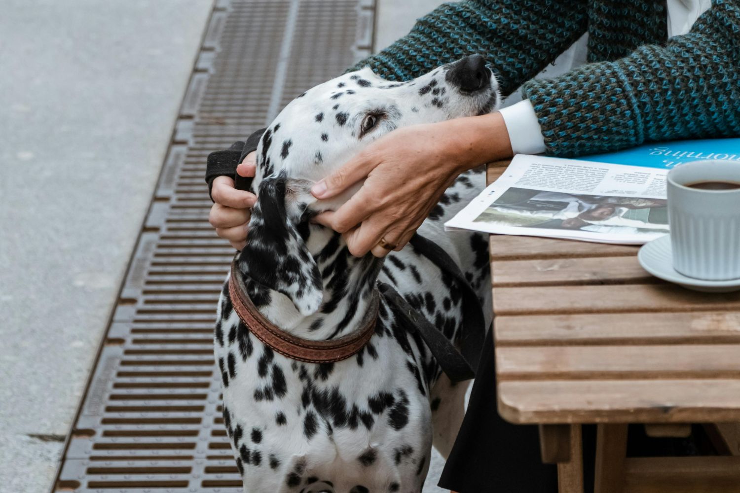 O que a ciência descobriu sobre pessoas que gostam de acariciar cães