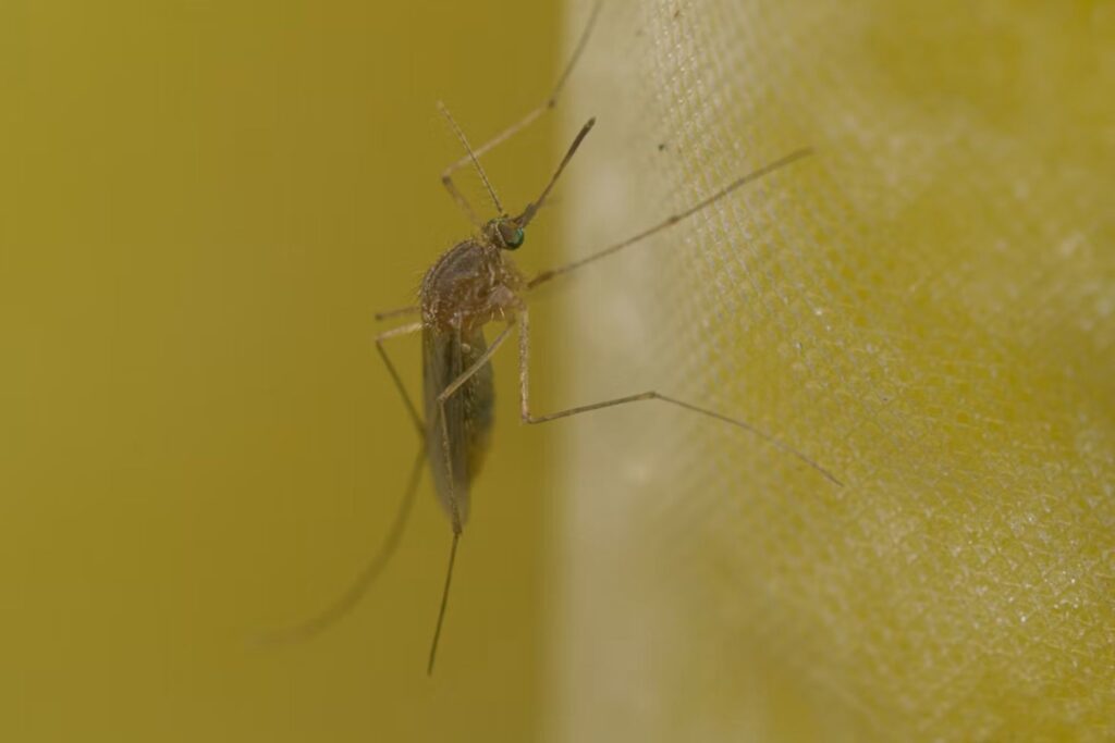 Cientistas descobriram um “ponto fraco” comum entre dengue, zika e outros vírus perigosos