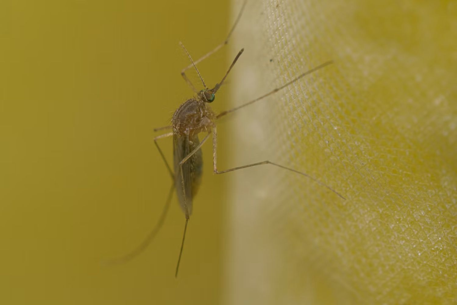Cientistas descobriram um “ponto fraco” comum entre dengue, zika e outros vírus perigosos