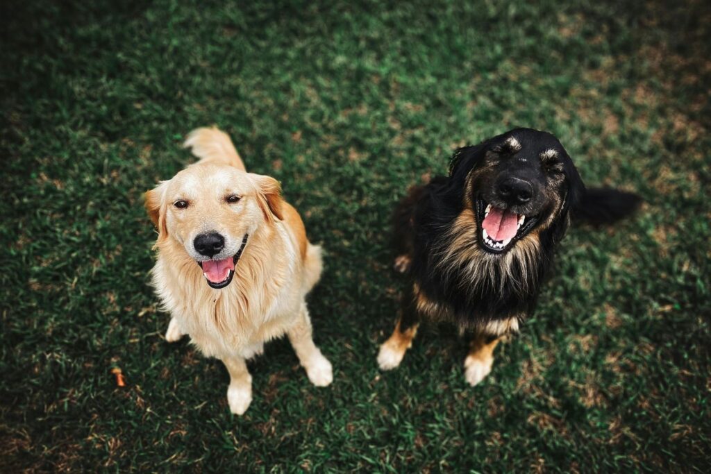 O que a ciência descobriu sobre pessoas que gostam de acariciar cães