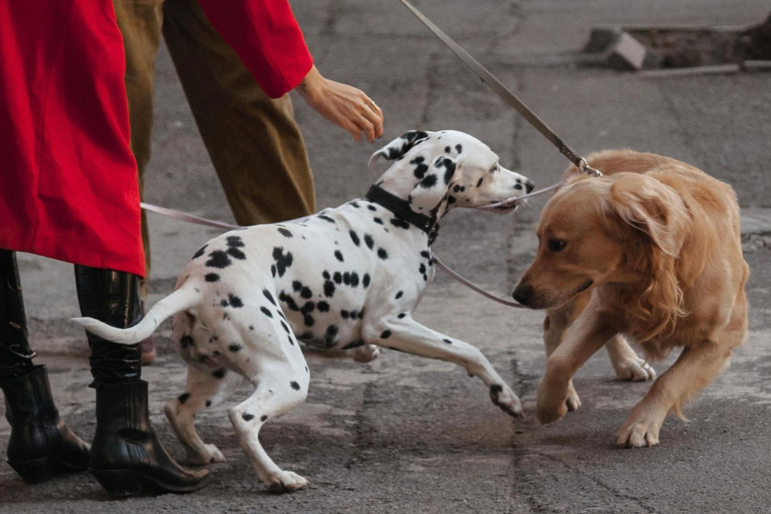 O que a ciência descobriu sobre pessoas que gostam de acariciar cães