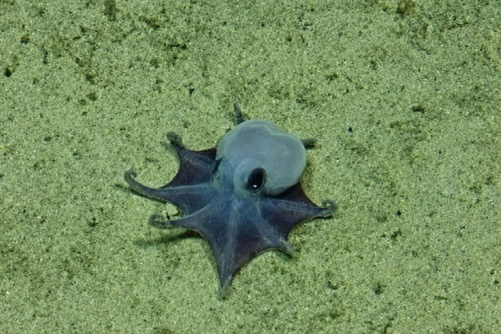 Encontraram nas profundezas de Galápagos uma criatura minúscula que deixou cientistas em choque