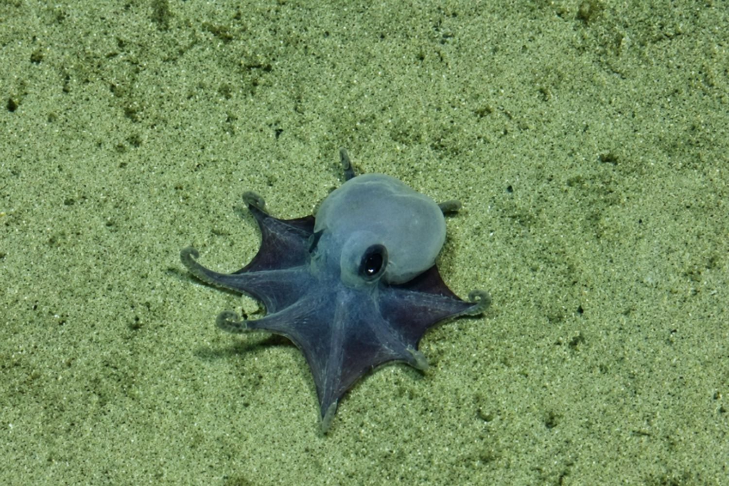 Encontraram nas profundezas de Galápagos uma criatura minúscula que deixou cientistas em choque