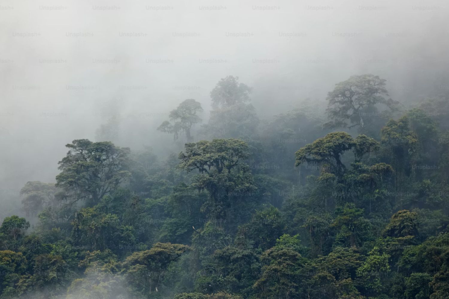 Desmatamento na Amazônia atinge menor nível em anos e surpreende especialistas