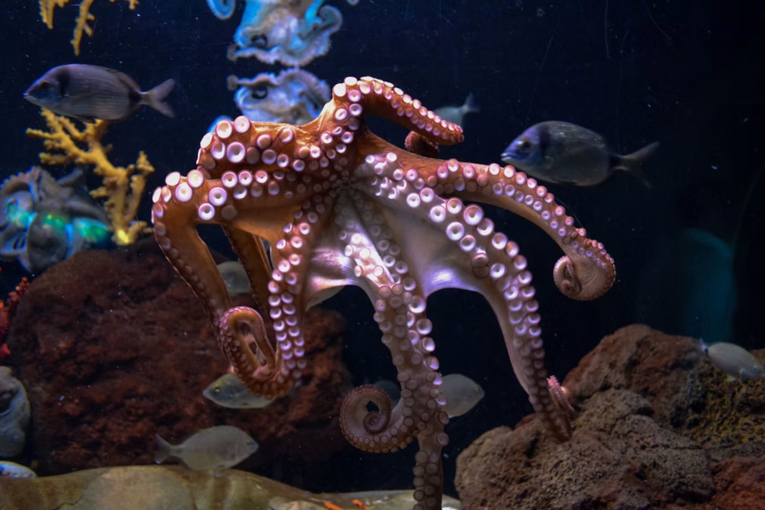 O animal com nove cérebros e três corações que continua intrigando a ciência