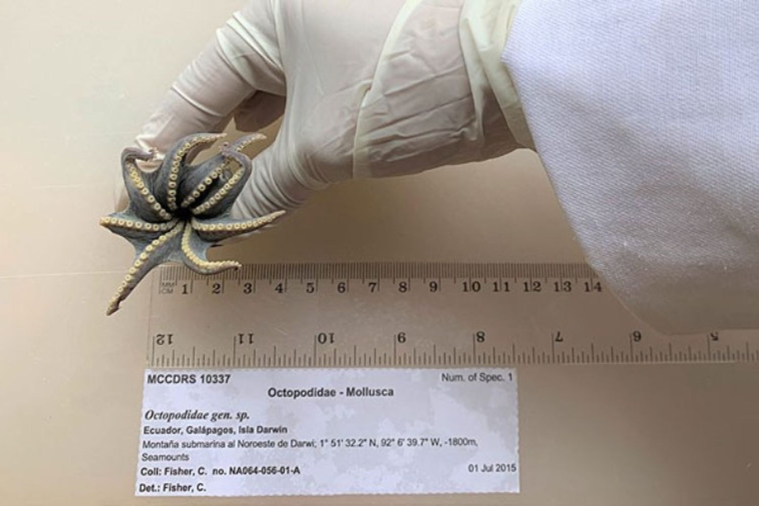 Encontraram nas profundezas de Galápagos uma criatura minúscula que deixou cientistas em choque