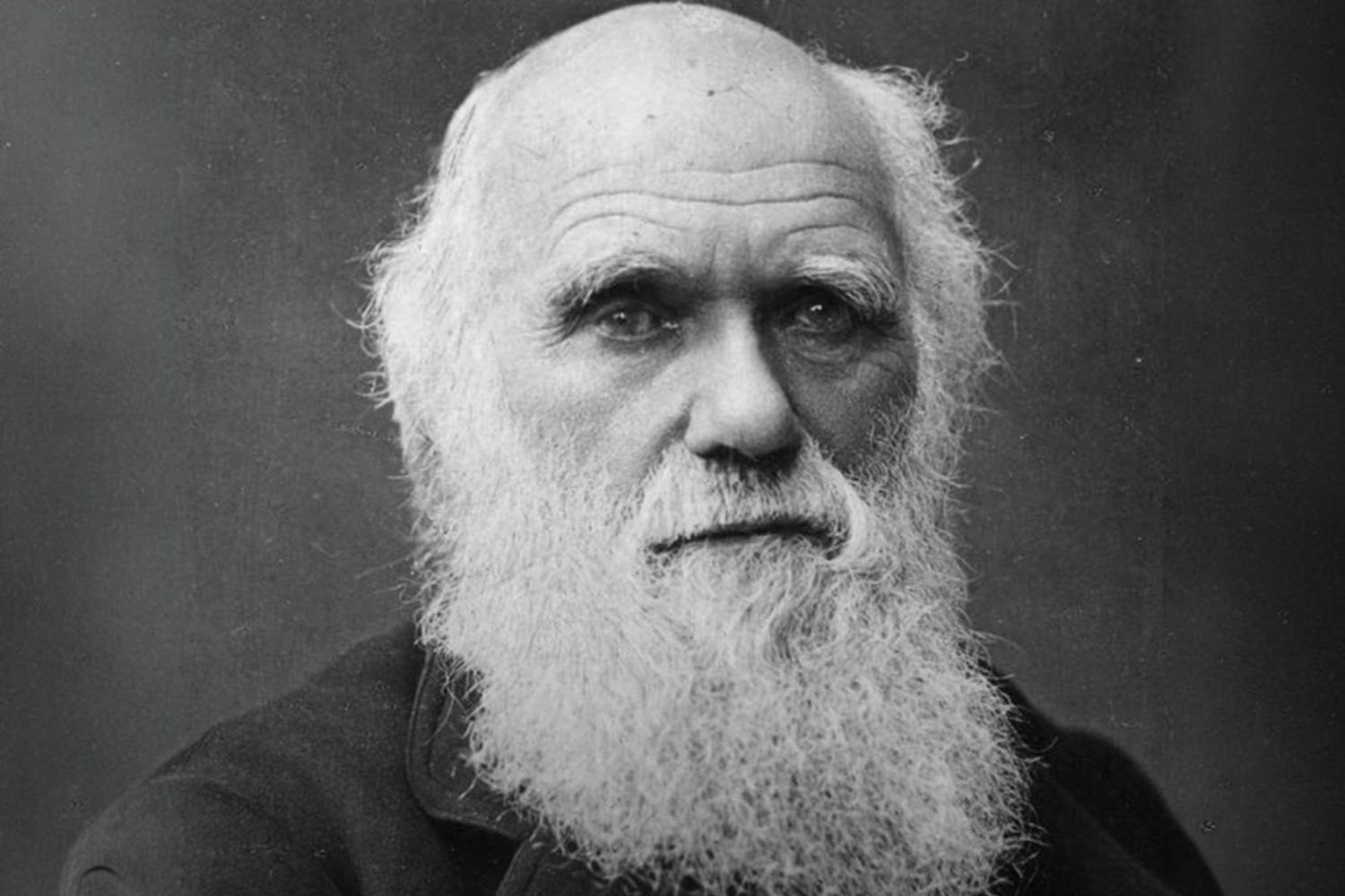Algo nos cactos está fazendo cientistas revisitarem uma das ideias mais conhecidas de Darwin