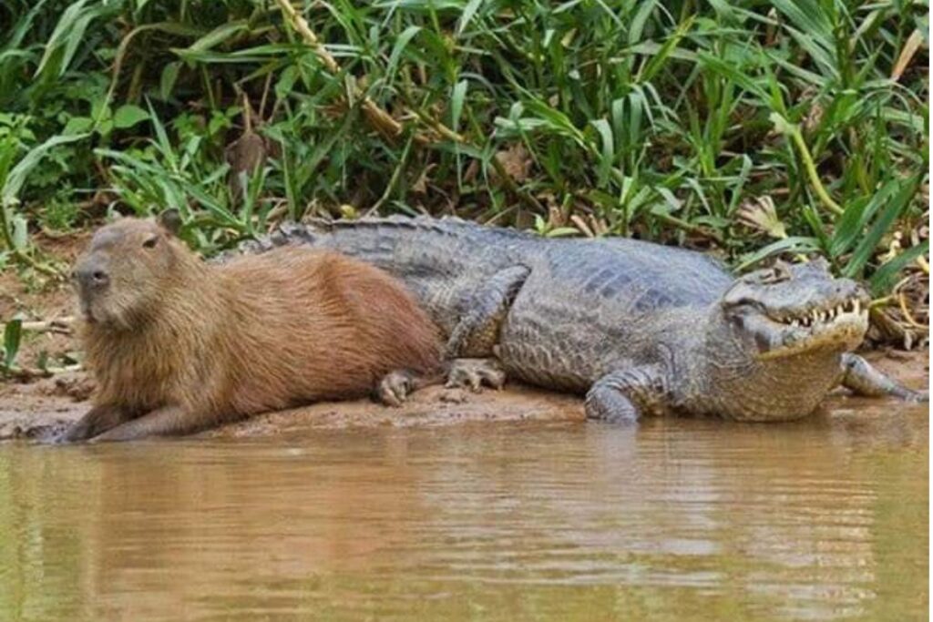Por que jacarés quase nunca atacam capivaras mesmo vivendo lado a lado