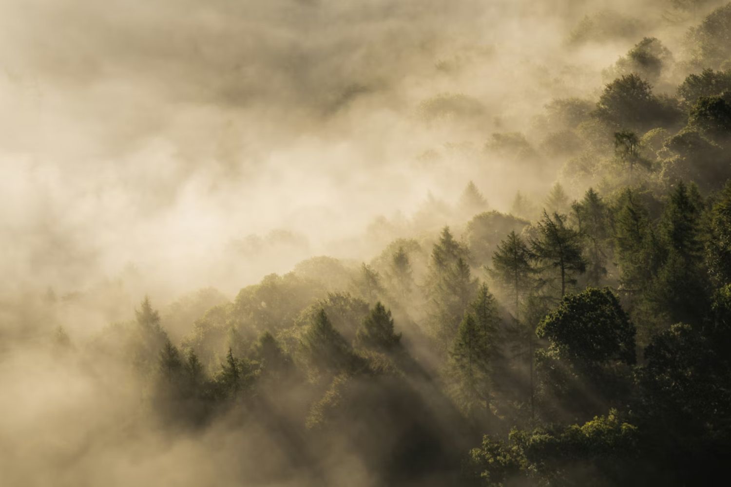 A neblina esconde formas de vida microscópicas que surpreenderam pesquisadores