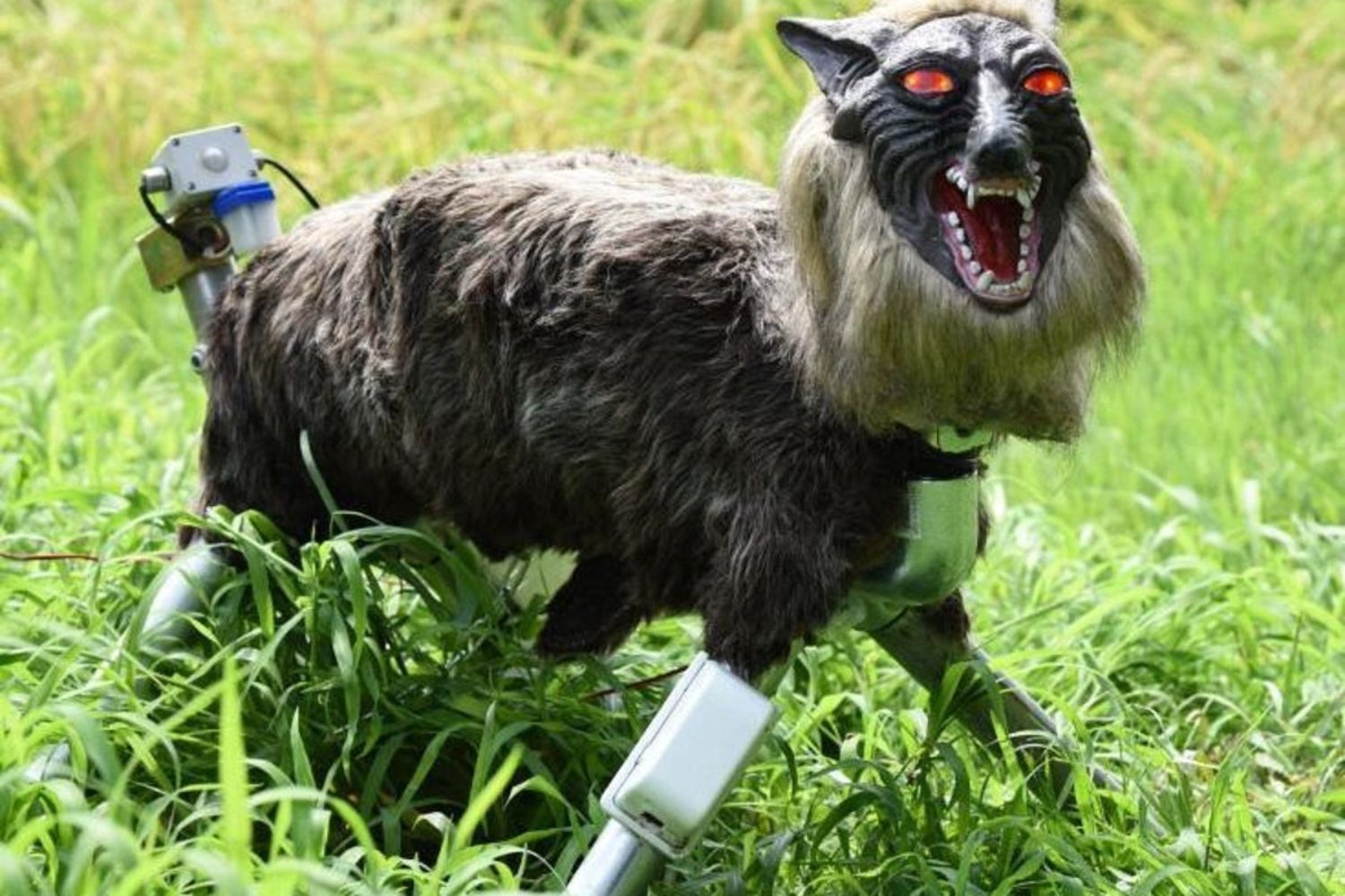 Japão aposta em “lobos-robôs” após explosão de ataques de ursos