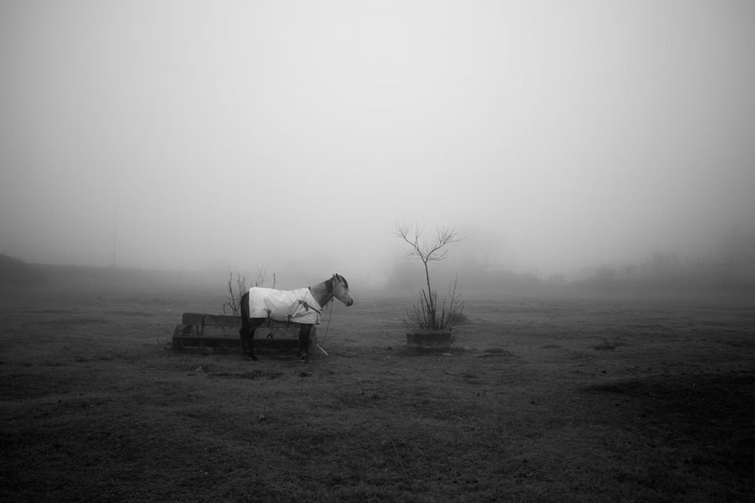 A neblina esconde formas de vida microscópicas que surpreenderam pesquisadores