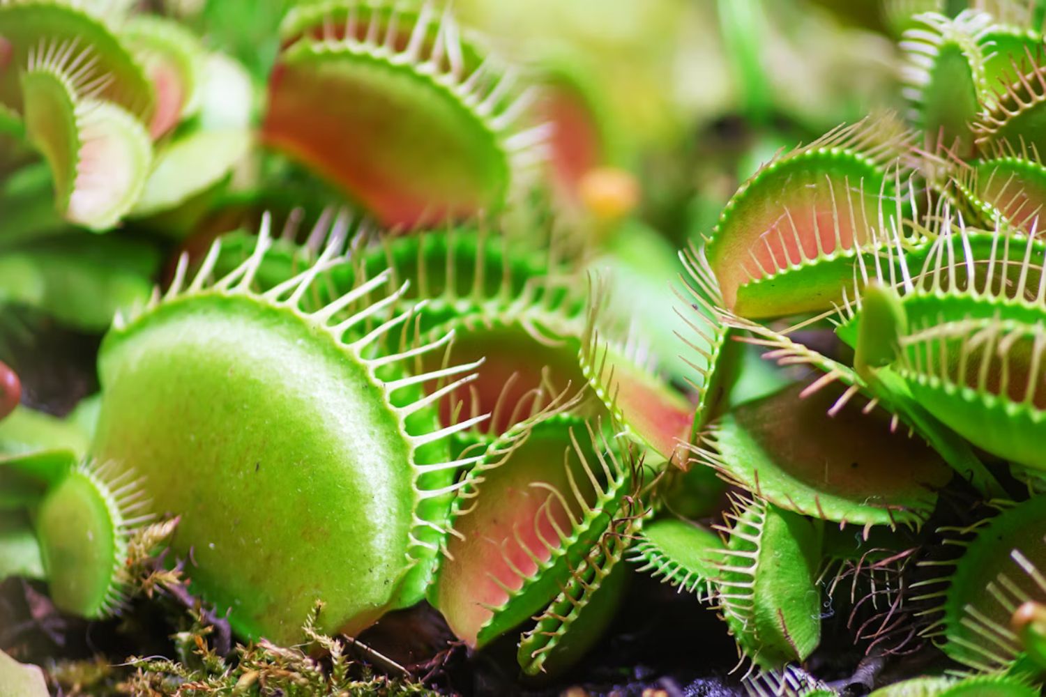 A ciência encontrou em uma planta carnívora algo que pode mudar o futuro da doença celíaca