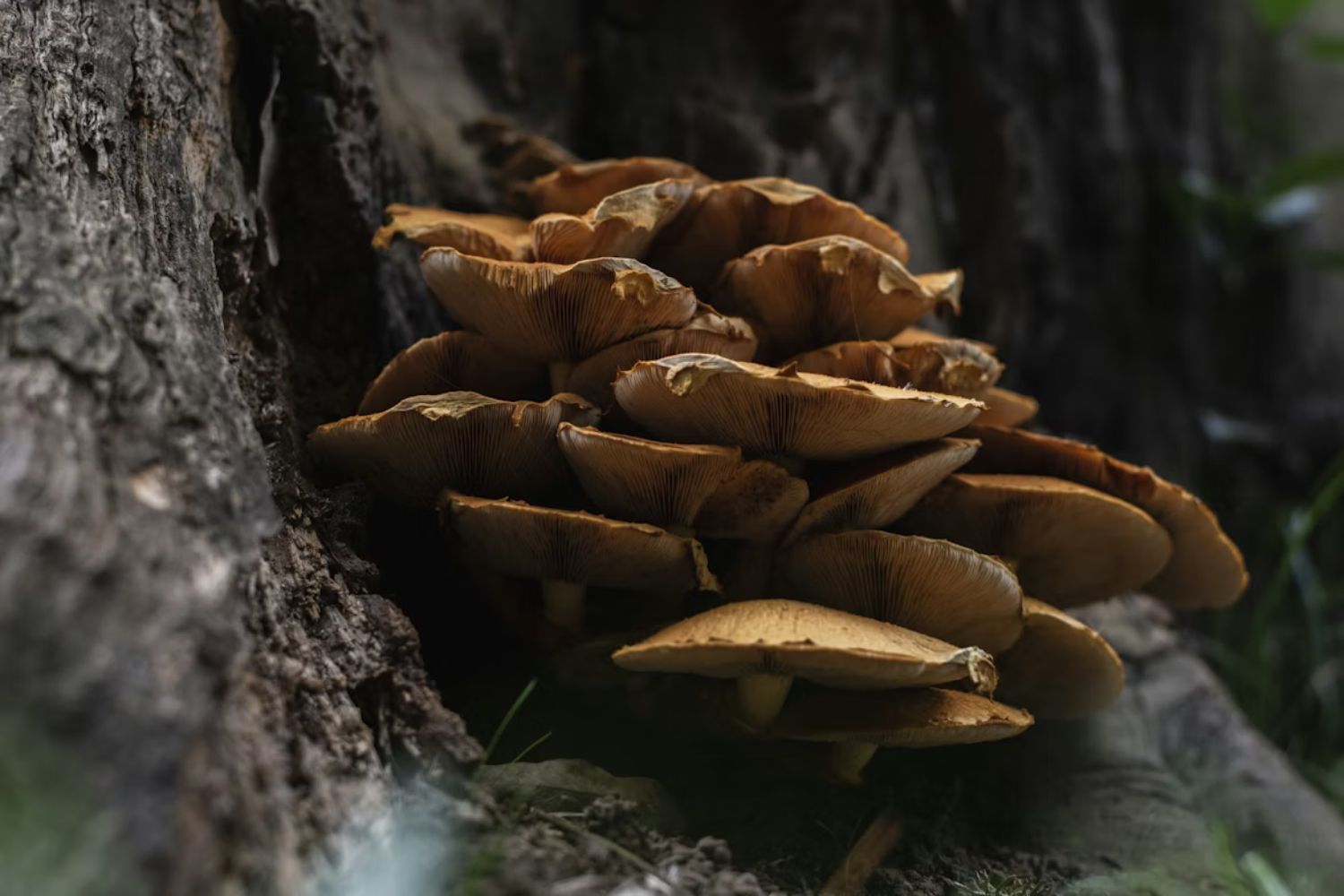 Descoberta sobre os fungos pode influenciar a chuva no planeta inteiro