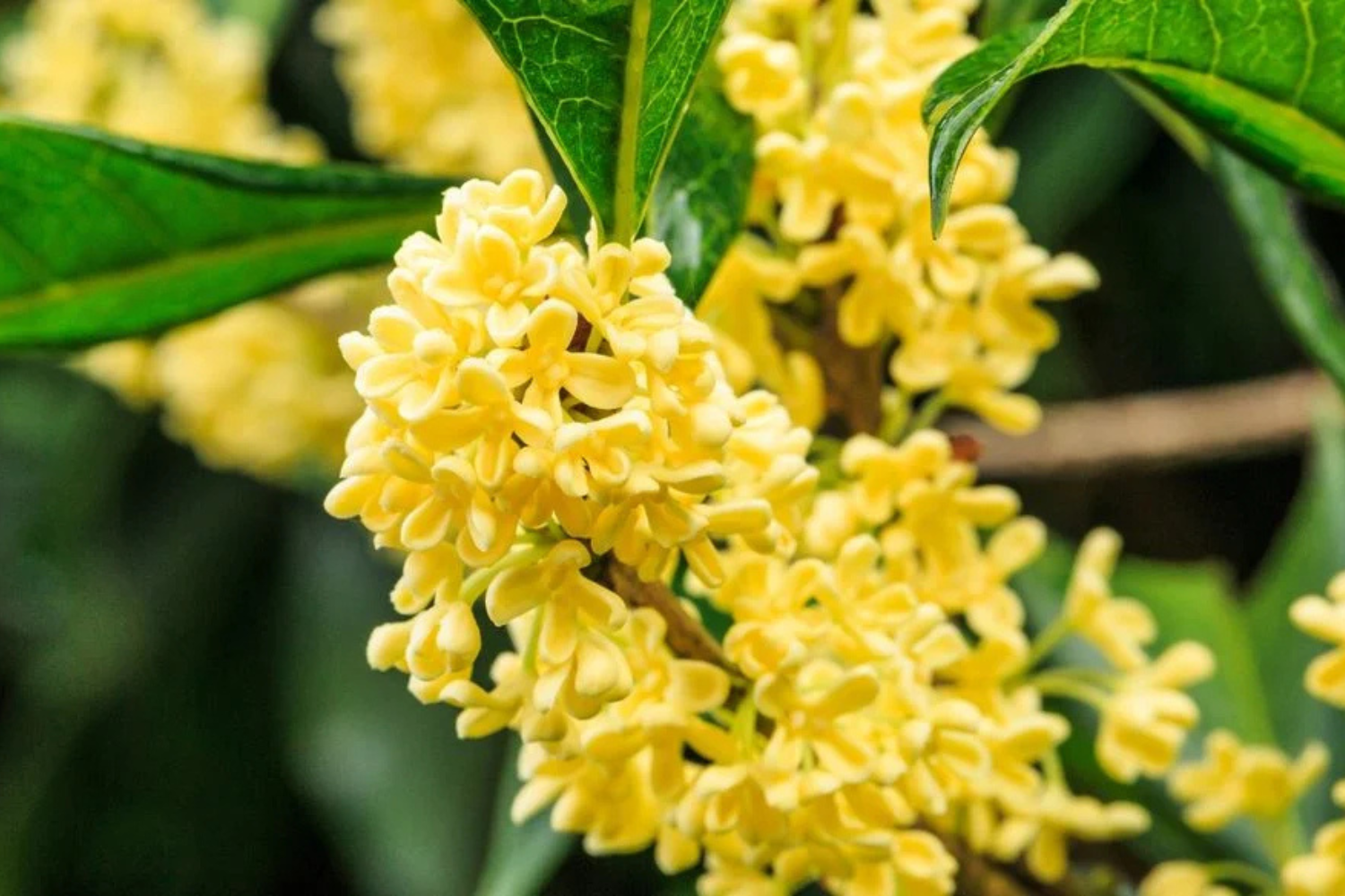 O Osmanthus Fragrans — Também Chamado De Oliveira Doce