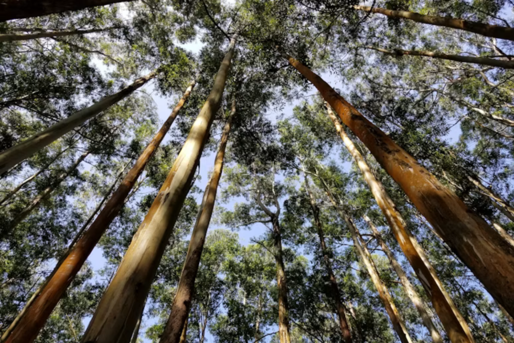 A Espanha Plantou Milhões De Eucaliptos Para Produzir Madeira Barata. Quase 90 Anos Depois, A Ciência Confirma O Preço Ambiental Dessa Escolha