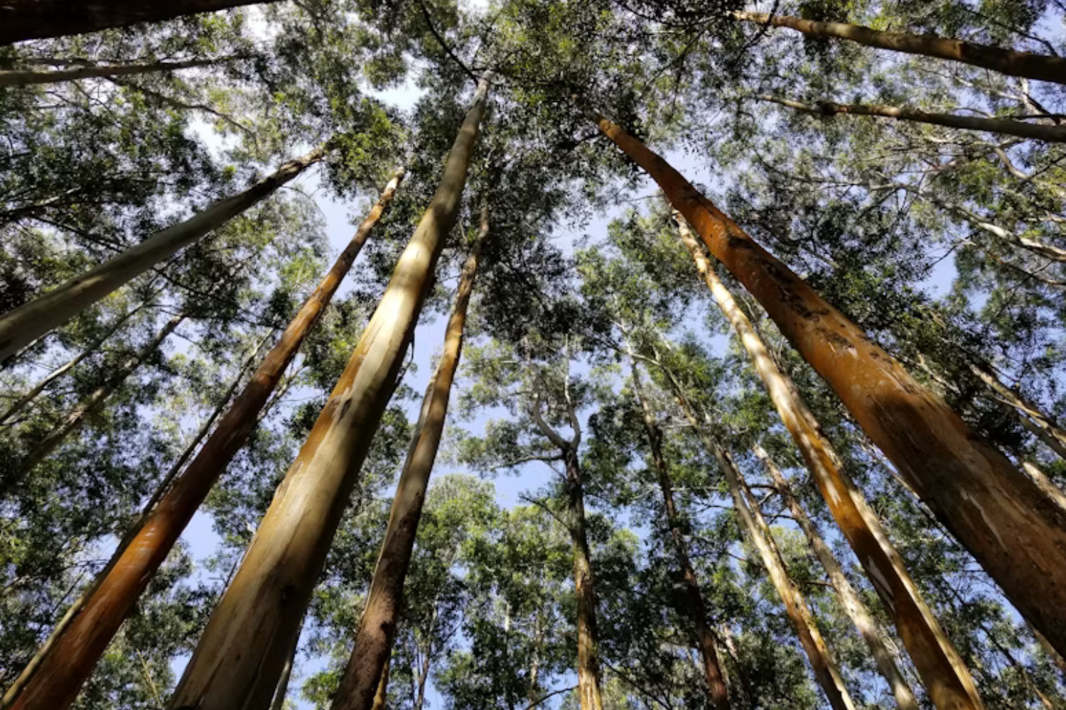 A Espanha Plantou Milhões De Eucaliptos Para Produzir Madeira Barata. Quase 90 Anos Depois, A Ciência Confirma O Preço Ambiental Dessa Escolha