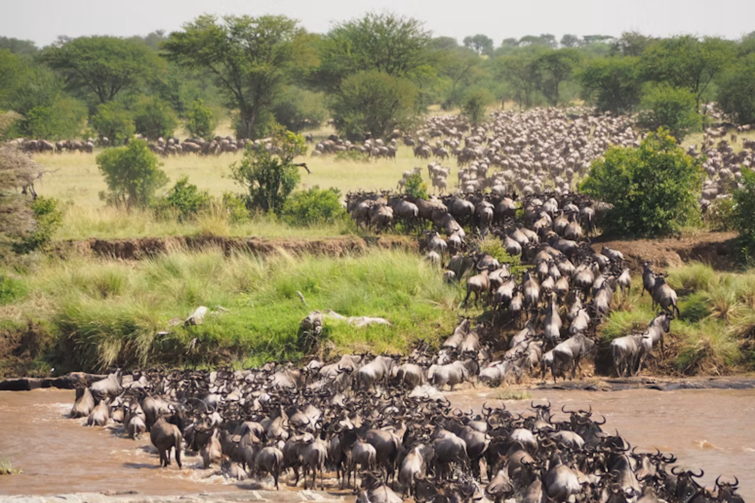 A Maior Migração Animal Da Terra Não Acontece No Serengeti Quase 6 Milhões De Mamíferos Atravessam Um País Que Passou Décadas Escondido Do Mundo