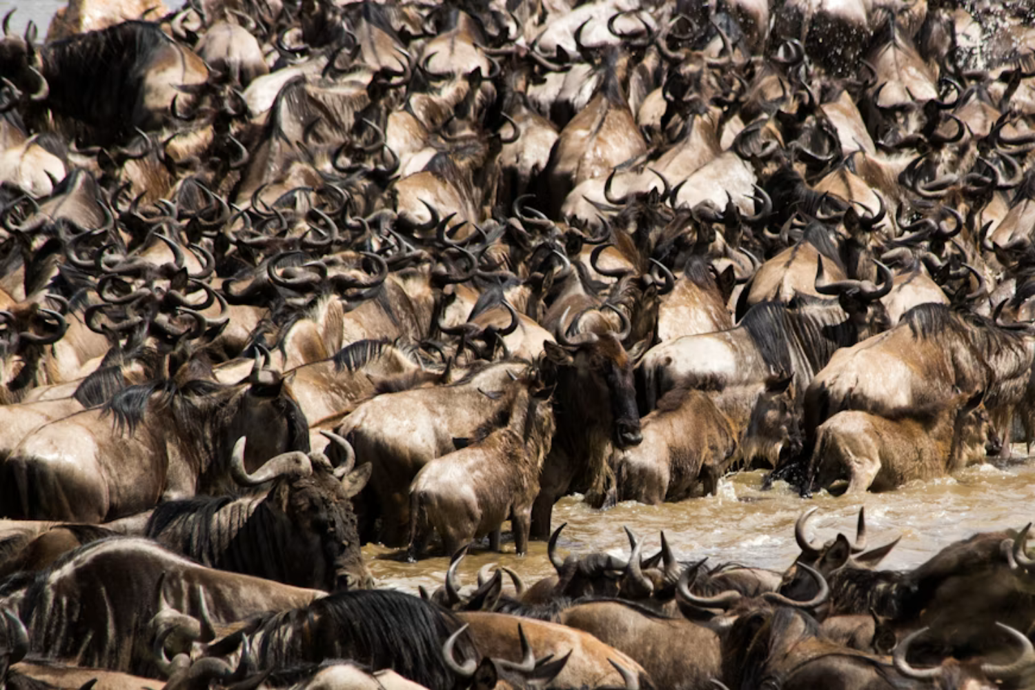 A Maior Migração Animal Da Terra Não Acontece No Serengeti