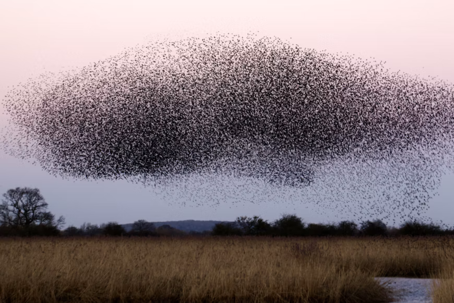 Aves Bandada