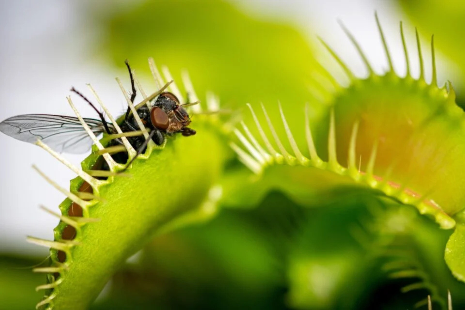 Cientistas Finalmente Descobriram Como A Armadilha Da Planta Mais Famosa Do Mundo Fecha Tão Rápido — E A Resposta Não Era A Que Muitos Imaginavam