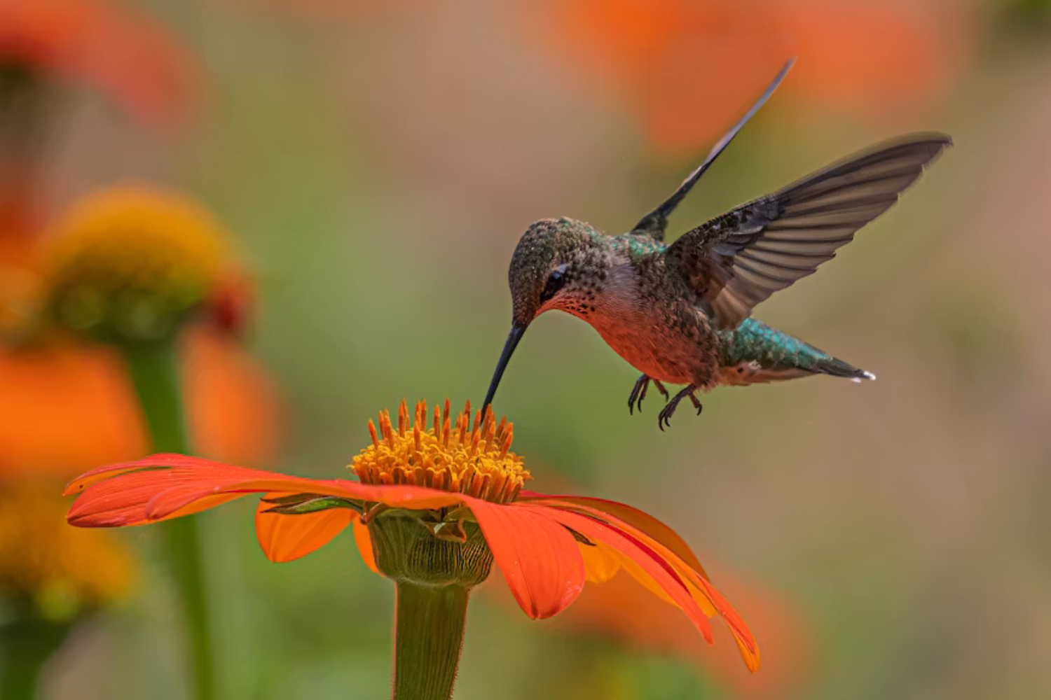 Como Os Colibris Superaram As Abelhas E Ajudaram A Criar Milhares De Flores Tropicais