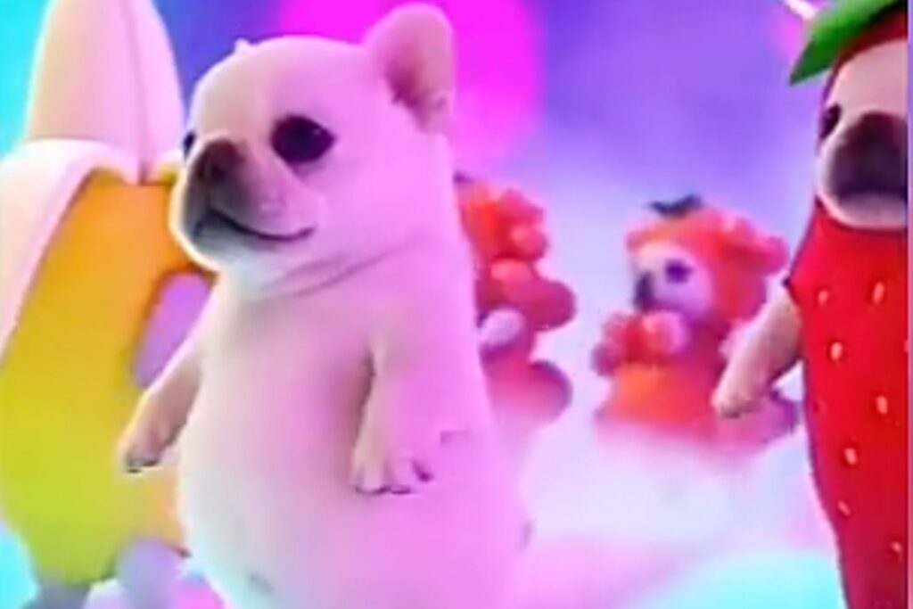 O cachorrinho que está dominando o TikTok nasceu de um meme improvável e virou fenômeno global