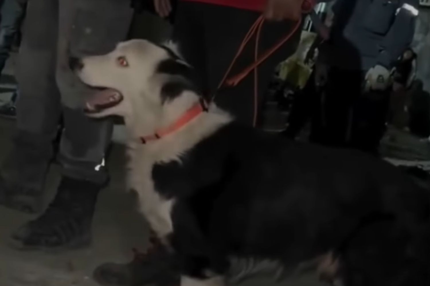 O herói de quatro patas que está emocionando o mundo em meio à tragédia na Venezuela