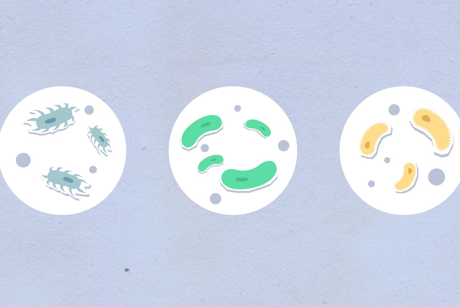 Cientistas descobriram que os ossos fazem muito mais do que sustentar o corpo