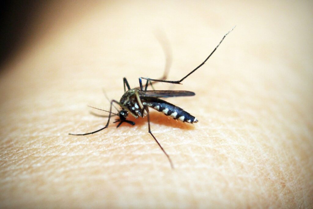 A ciência finalmente descobriu o que faz alguns mosquitos escolherem você e ignorarem outras pessoas
