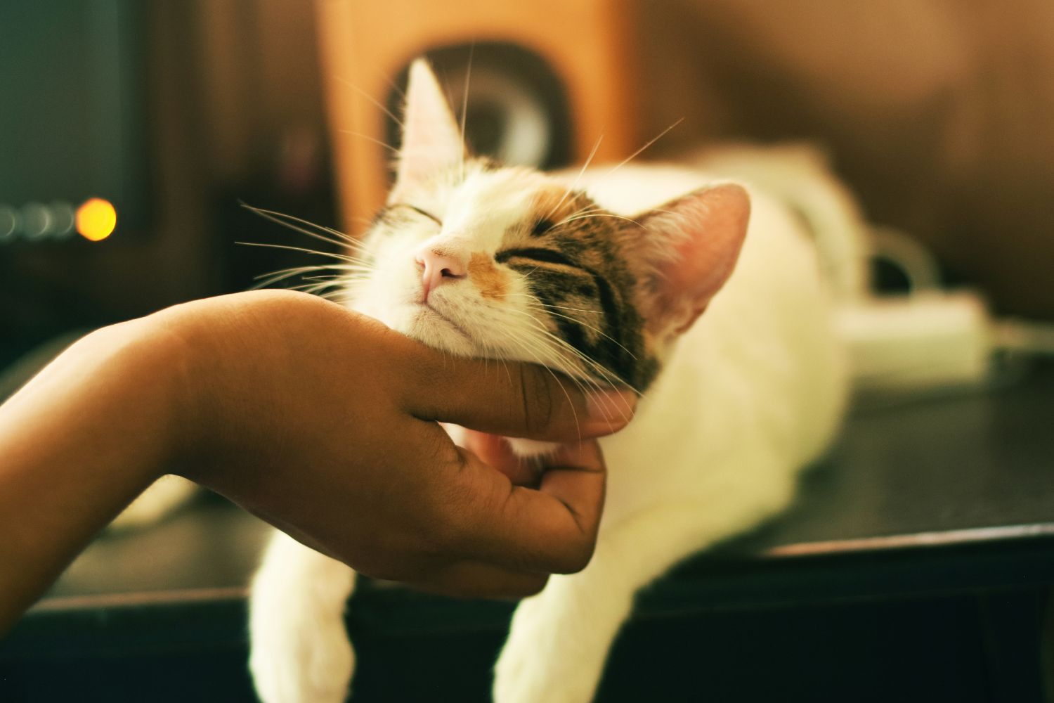 A ciência descobriu que seu cachorro ou gato pode estar fazendo muito mais pela sua saúde do que você imagina