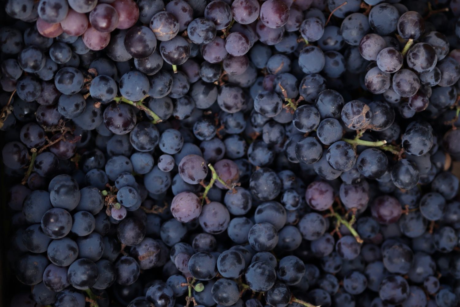 Cientistas destacam fruta popular que pode ajudar a proteger a memória com o passar dos anos