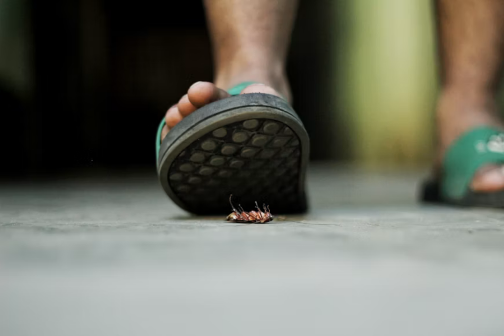 Nem Veneno Nem Armadilhas Estas Plantas Comuns Têm Compostos Que Afastam Baratas