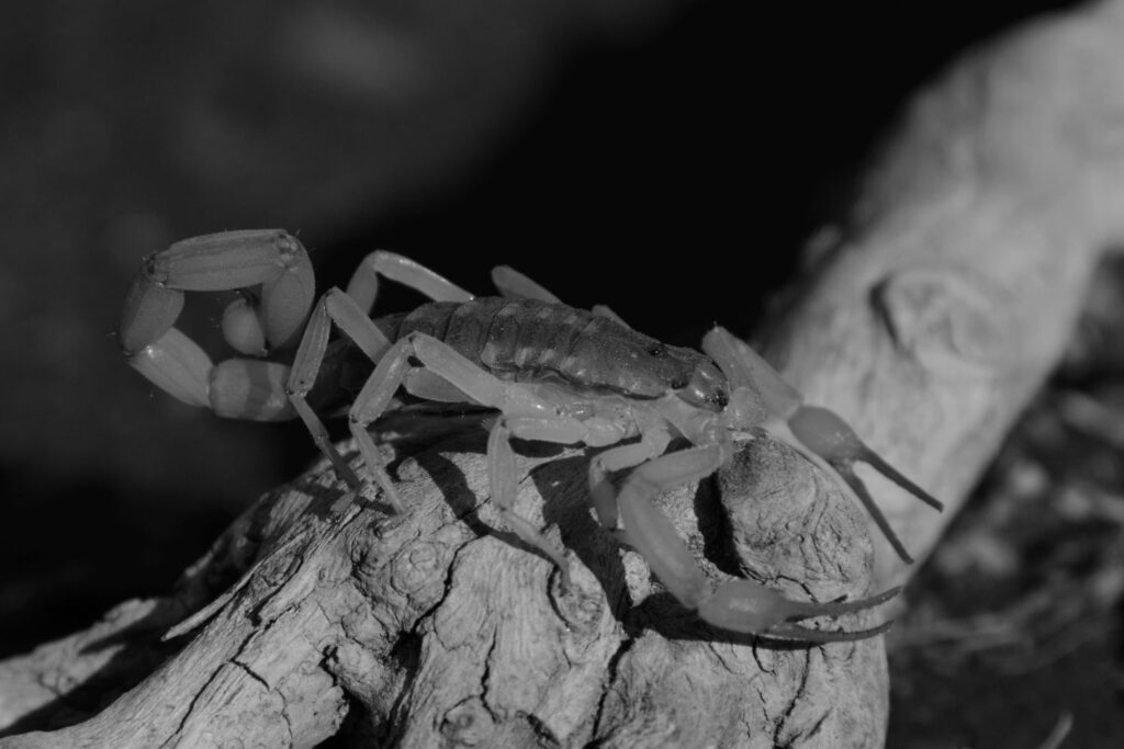Cientistas identificam o maior escorpião da história da Terra e ele tinha mais de 1 metro de comprimento