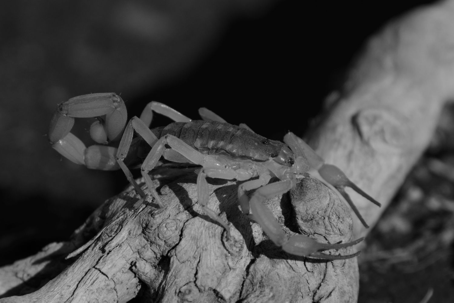 Cientistas identificam o maior escorpião da história da Terra e ele tinha mais de 1 metro de comprimento