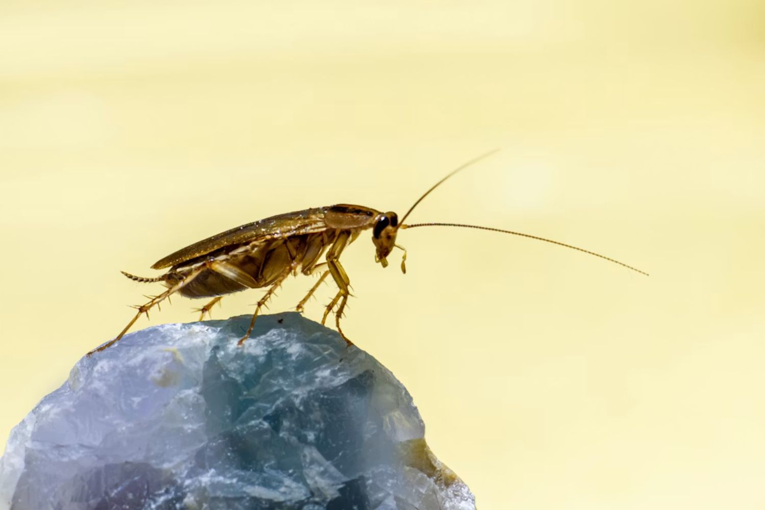 Austrália descobre comércio ilegal envolvendo milhares de animais pouco conhecidos