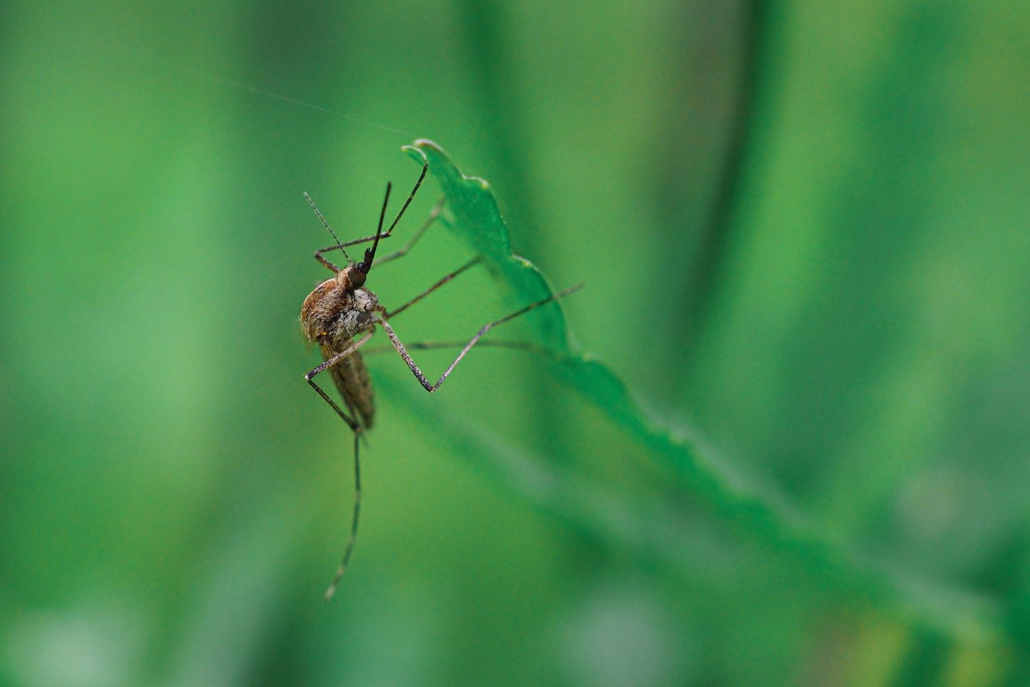 Ciência revela por que os mosquitos picam algumas pessoas muito mais do que outras