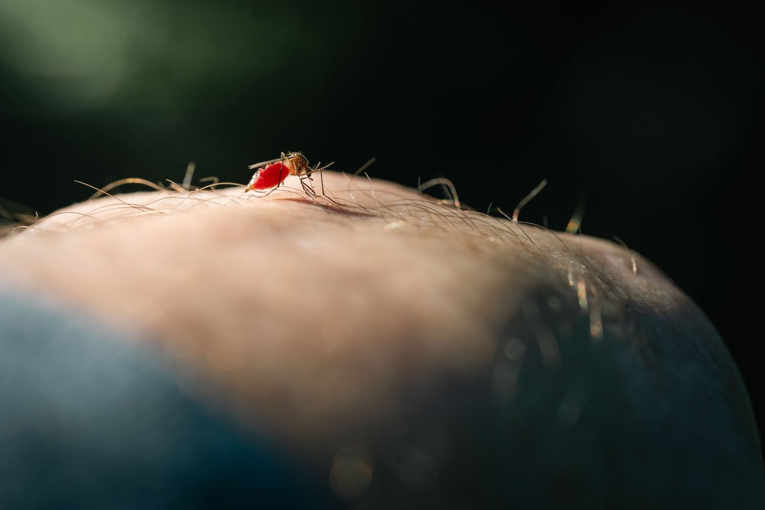 Ciência revela por que os mosquitos picam algumas pessoas muito mais do que outras