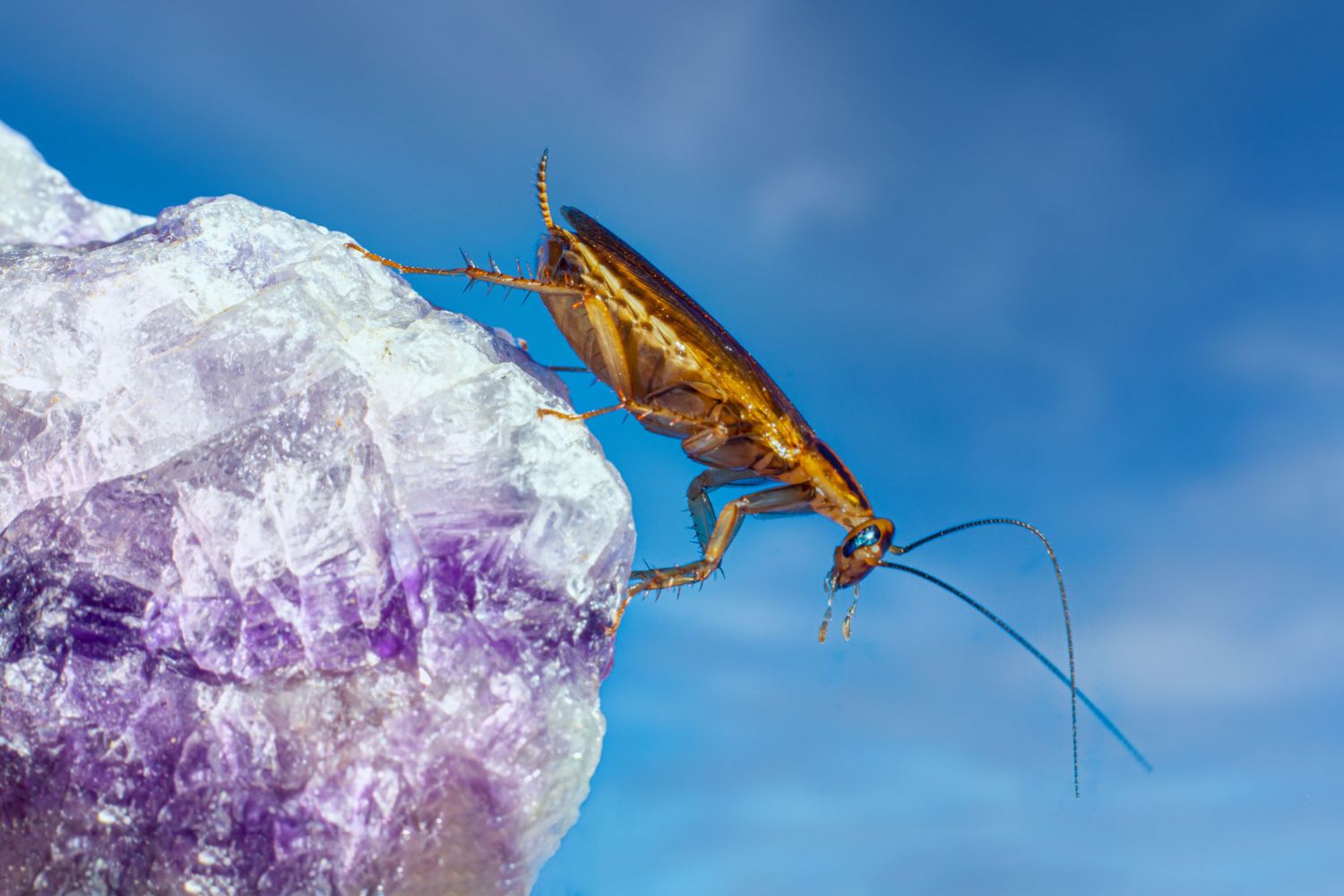 Cientistas descobrem milhares de fragmentos de DNA estranho escondidos em baratas