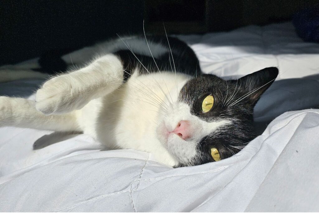 O gato que virou sensação do Mundial após uma sequência absurda de palpites certeiros