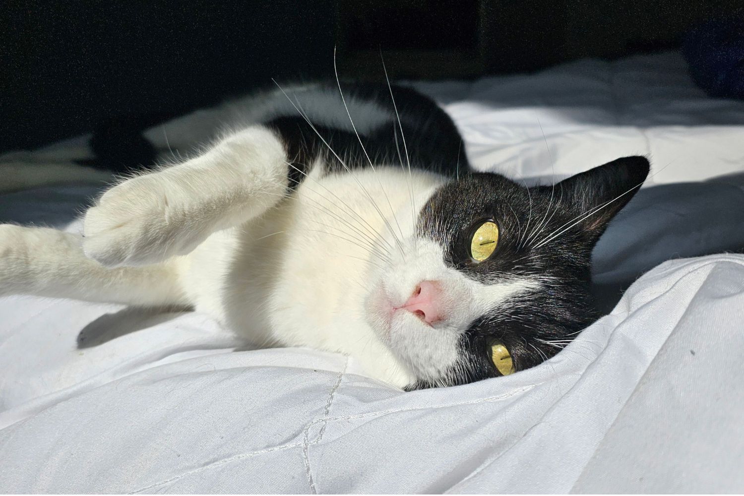 O gato que virou sensação do Mundial após uma sequência absurda de palpites certeiros