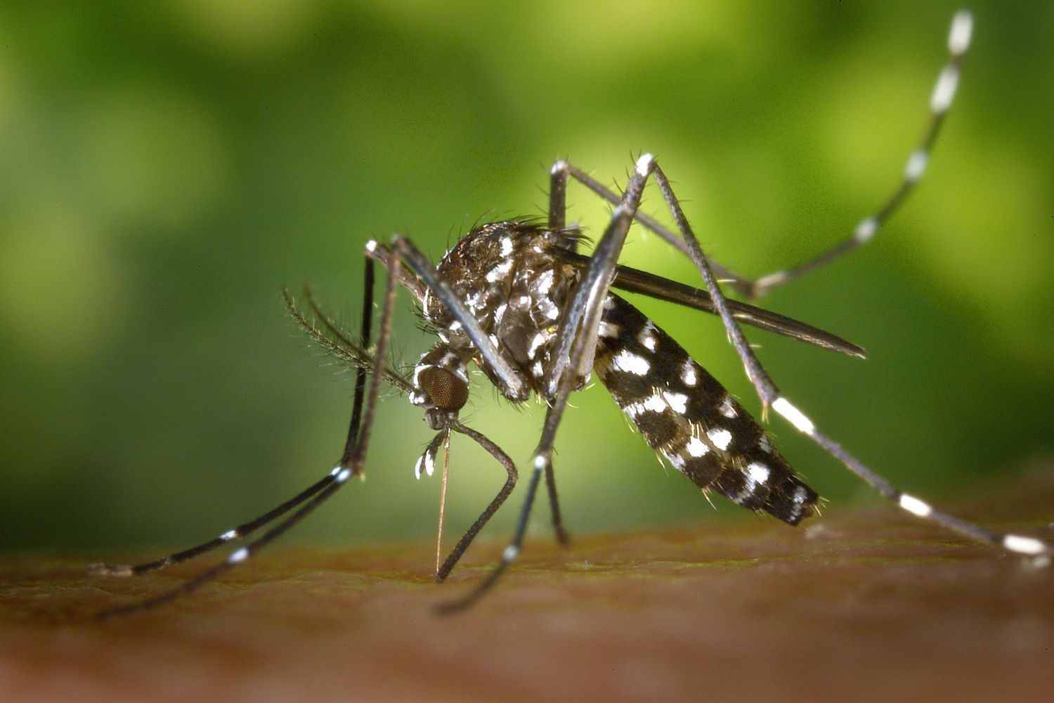 Ciência revela por que os mosquitos picam algumas pessoas muito mais do que outras