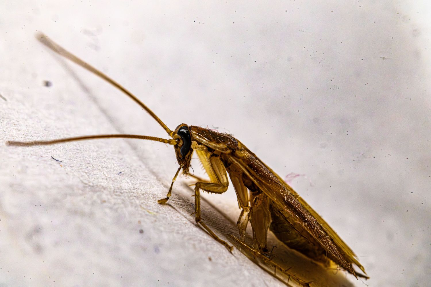 Cientistas descobrem milhares de fragmentos de DNA estranho escondidos em baratas