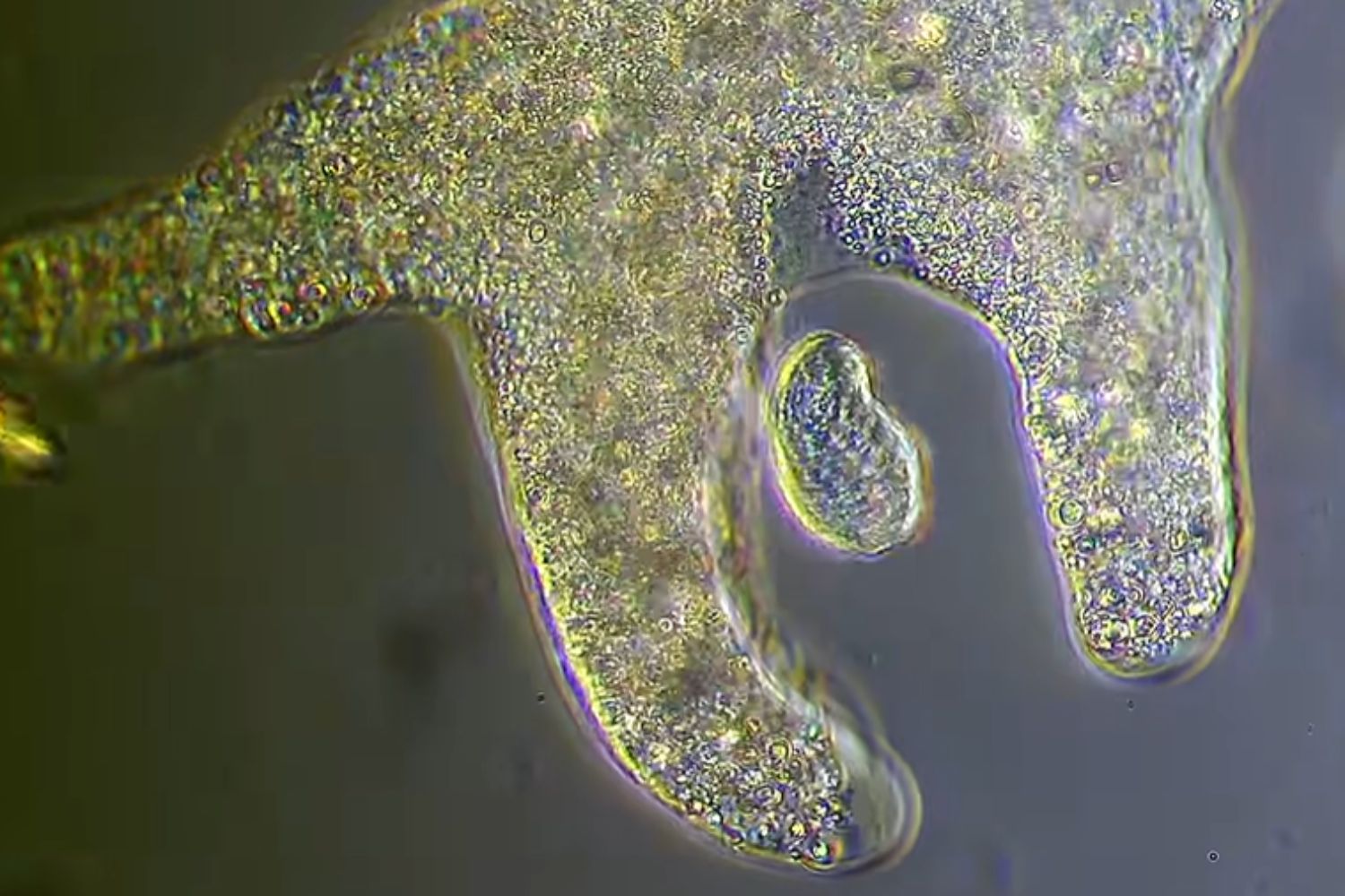 Cientistas estão preocupados com microrganismos quase invisíveis que podem se espalhar com o aquecimento global