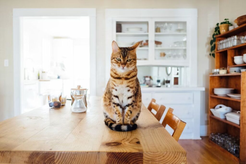 Pesquisadores encontram ligação surpreendente entre gatos e saúde do coração