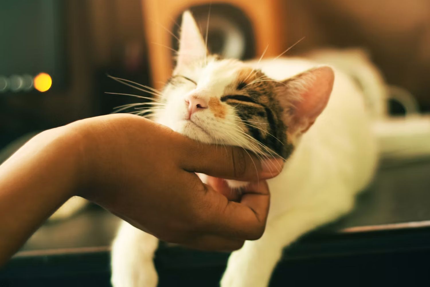 Pesquisadores encontram ligação surpreendente entre gatos e saúde do coração