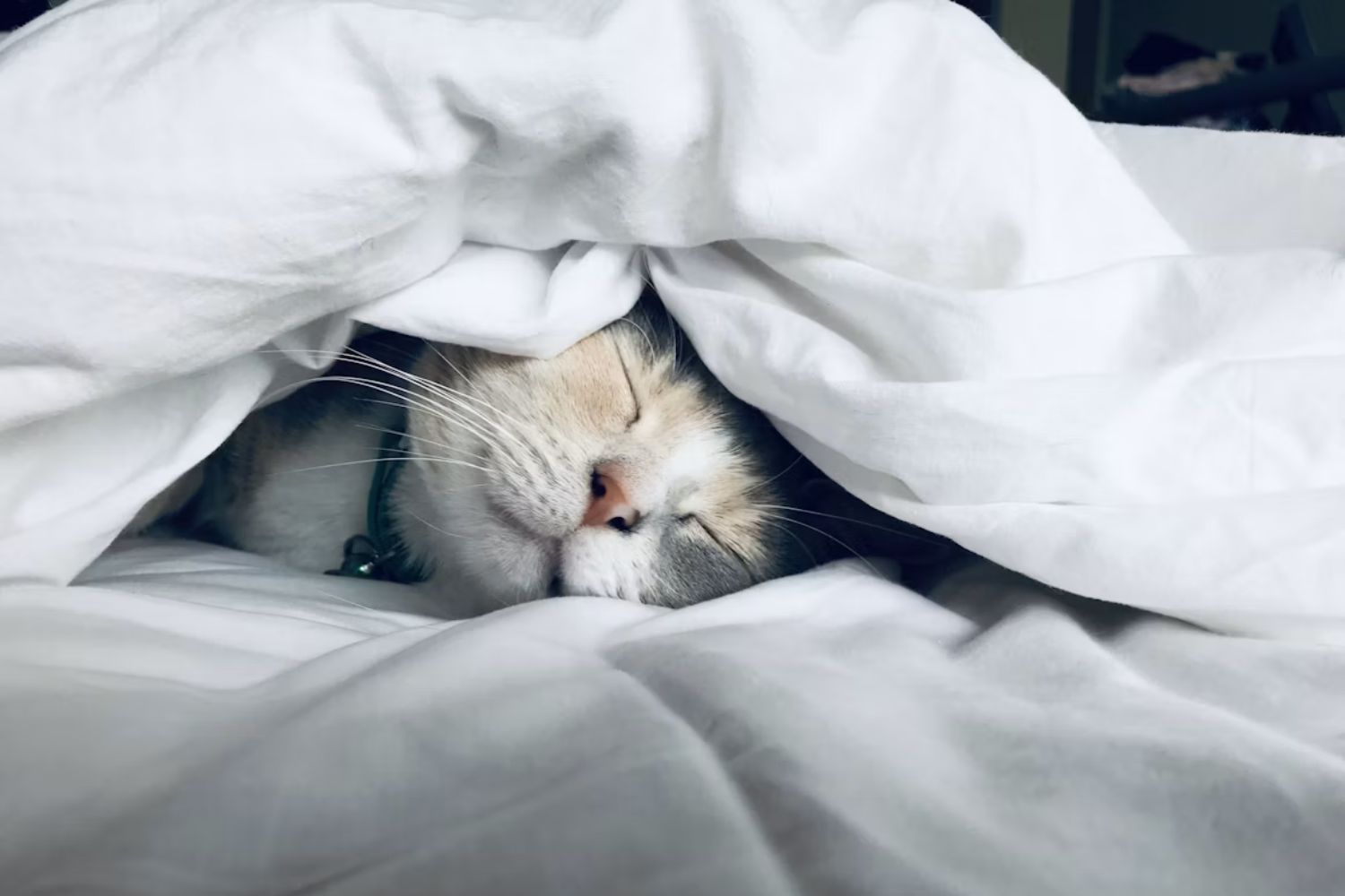 Pesquisadores encontram ligação surpreendente entre gatos e saúde do coração
