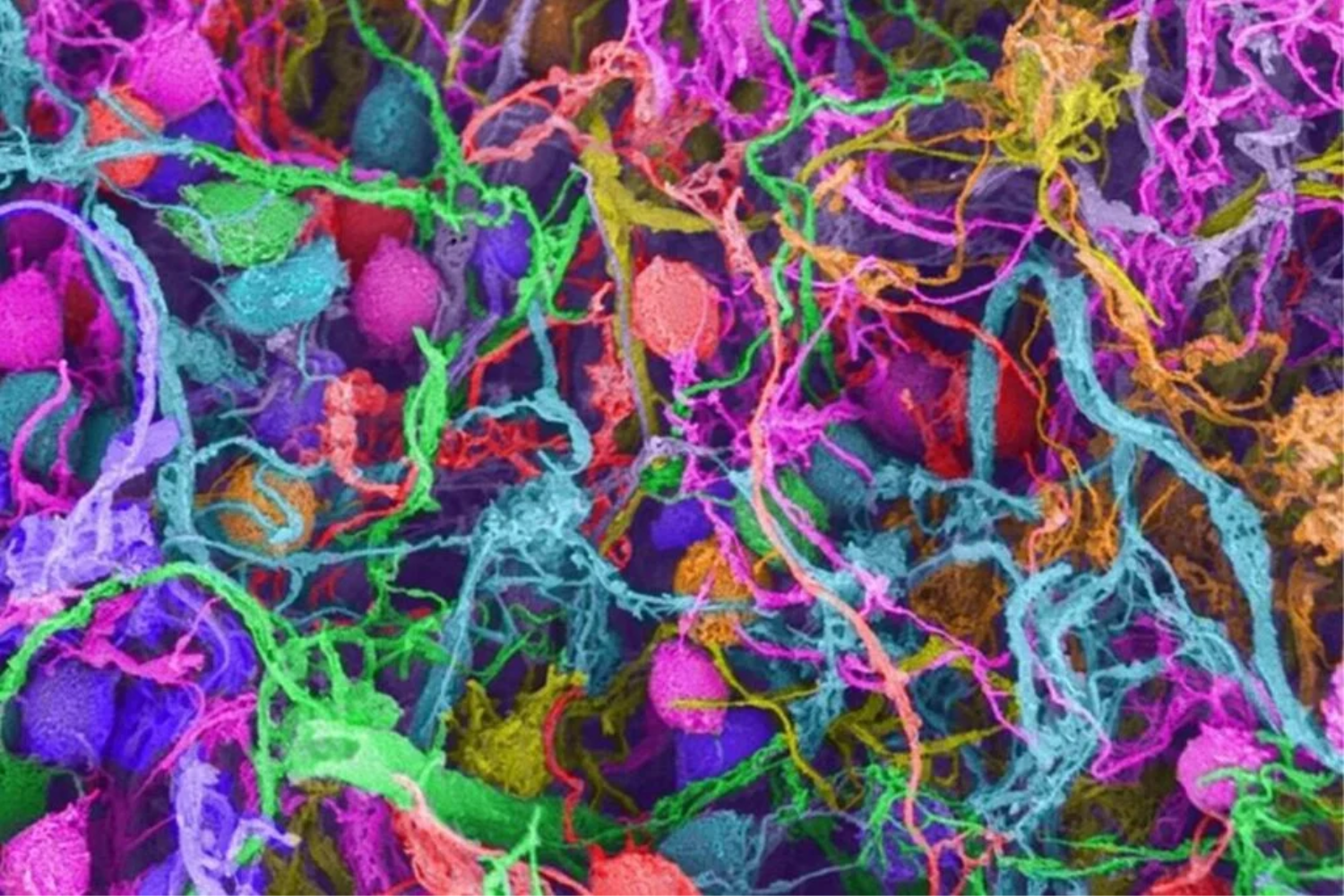 Neurocientistas2