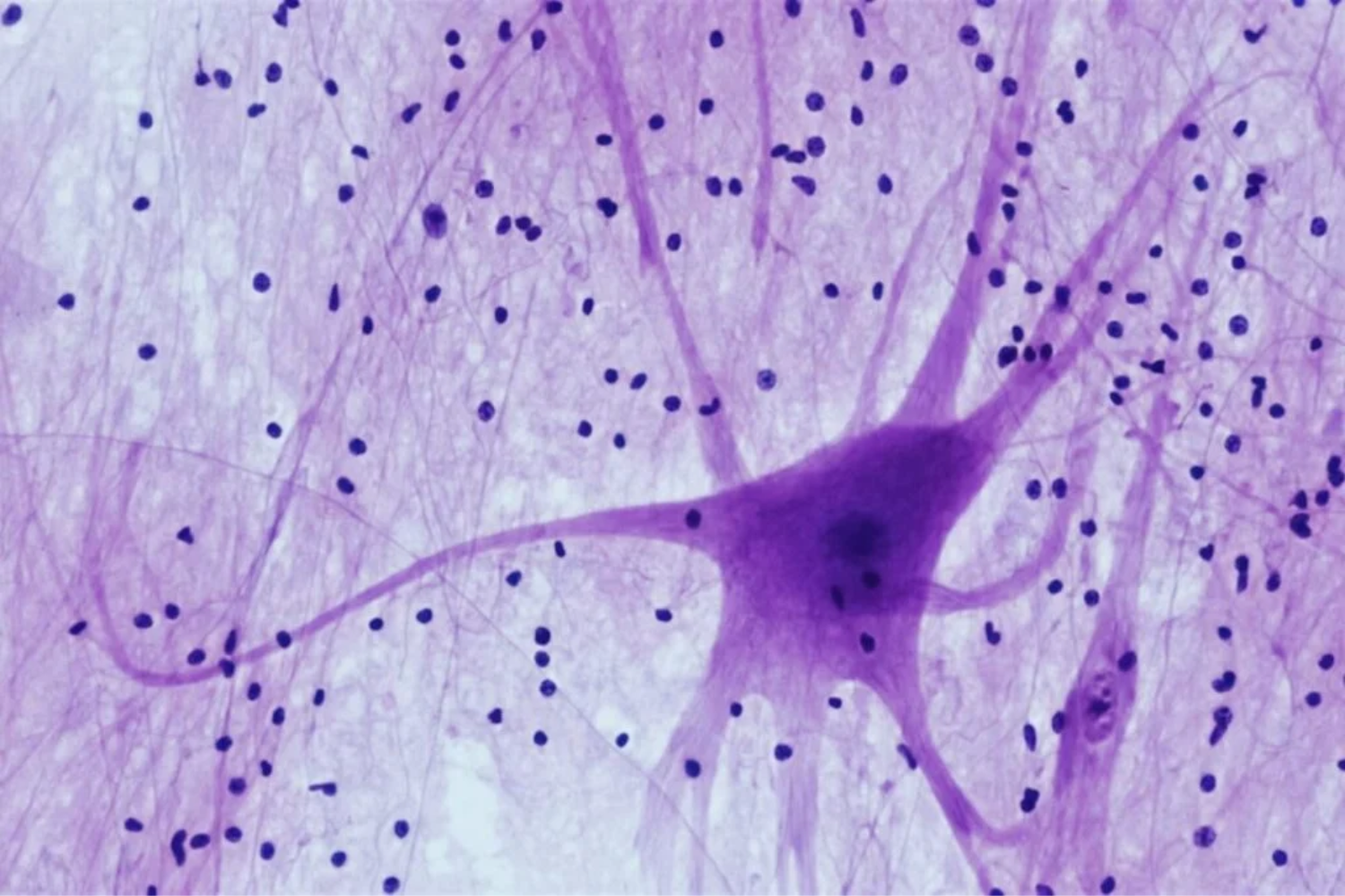 Neurocientistas3